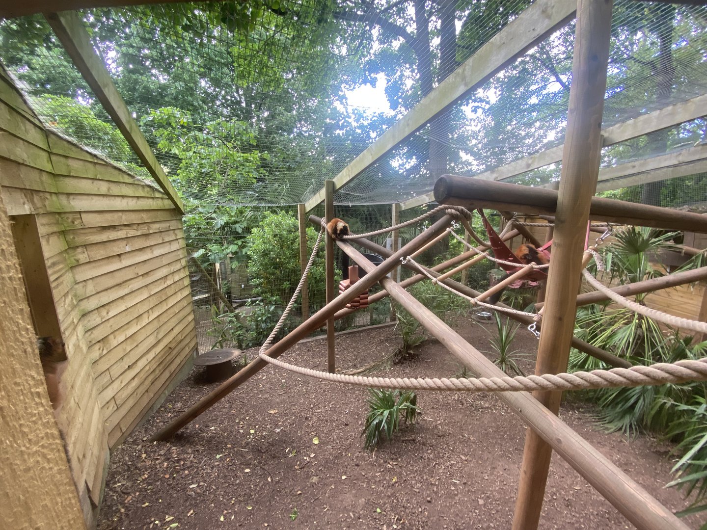 Red ruffed lemur enclosure 250623