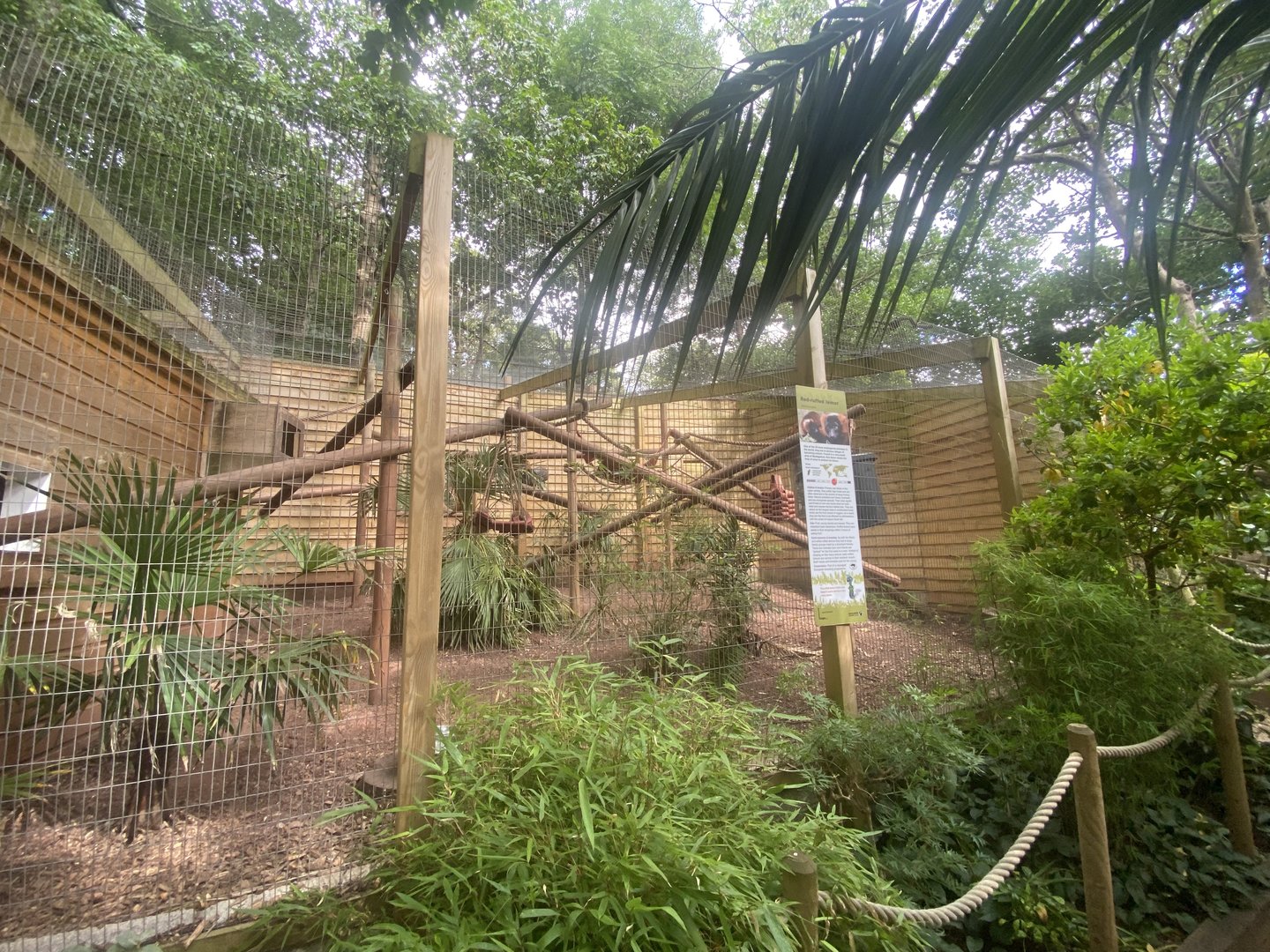 Red ruffed lemur enclosure 250623
