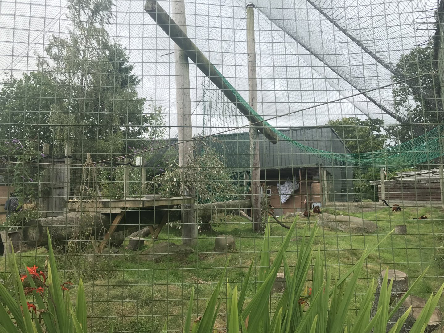 Red ruffed lemur enclosure (3)