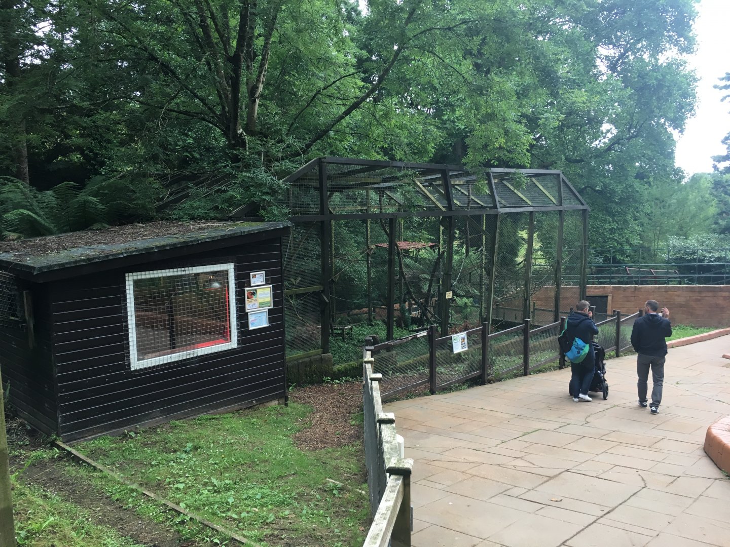 Red ruffed lemur enclosure 300617