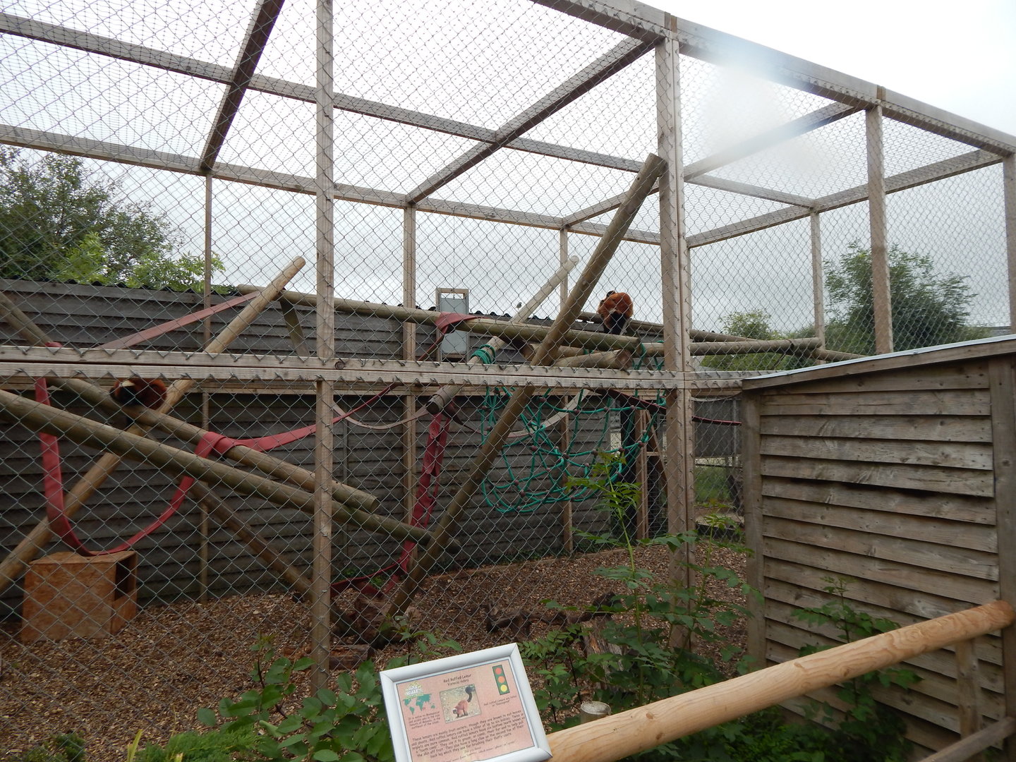 Red ruffed lemur enclosure 300623