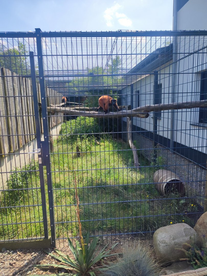 Red ruffed lemur enclosure - Artenschutzzentrum Grasleben