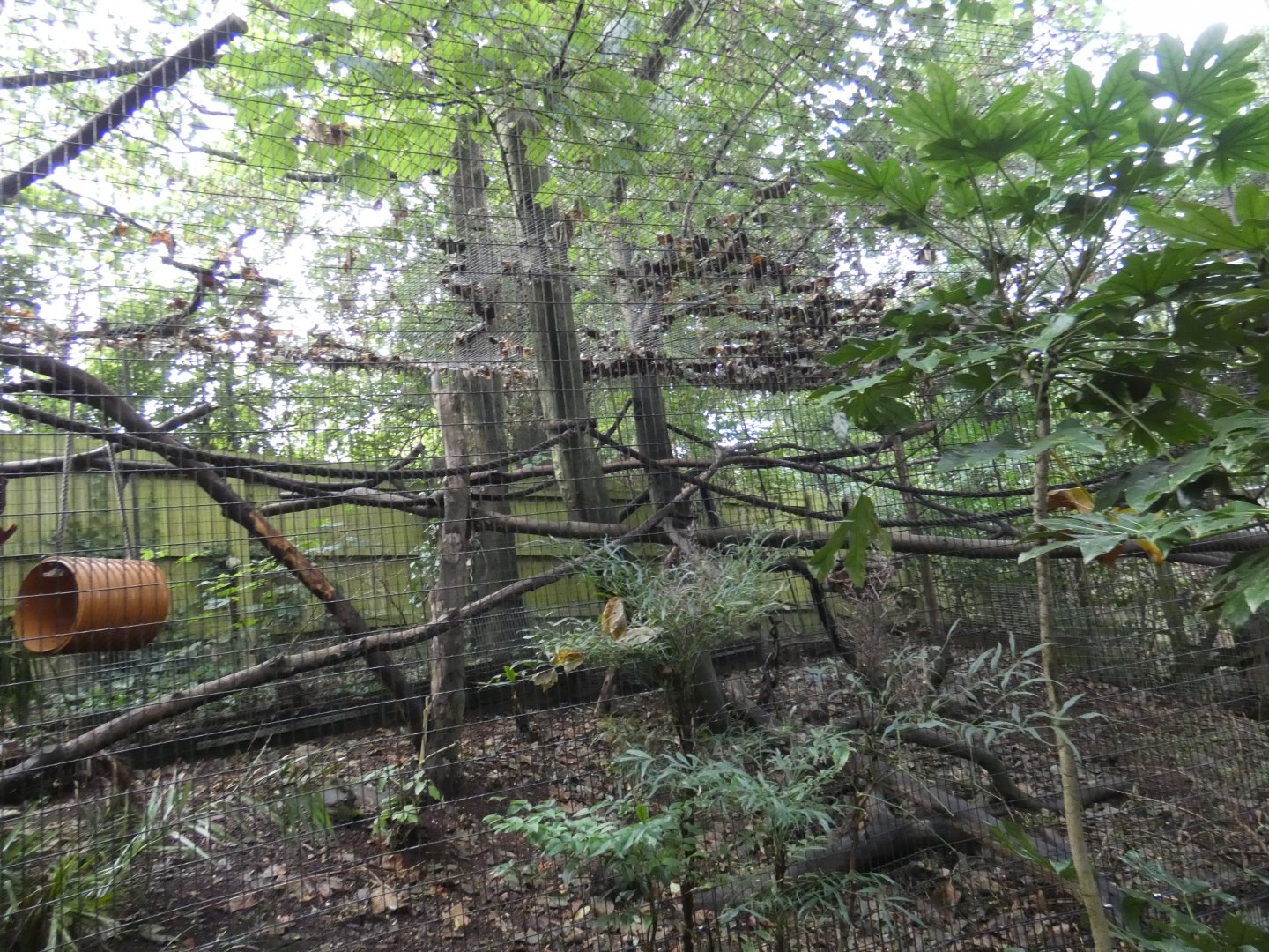 Red-ruffed Lemur enclosure (former Margay enclosure)