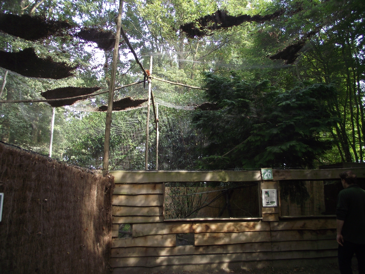 Red-Ruffed Lemur Enclosure