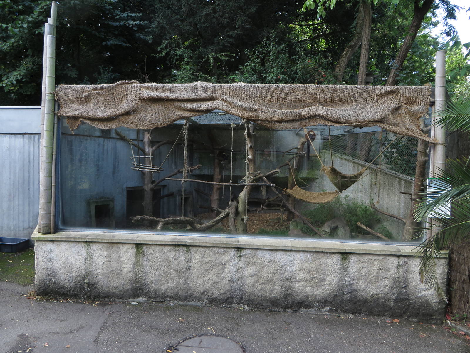 red ruffed lemur enclosure