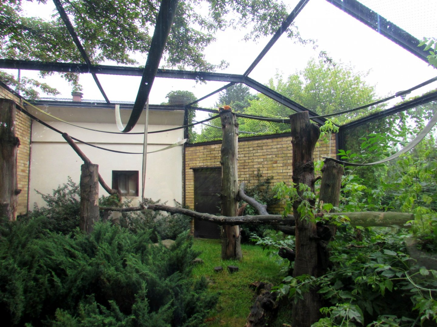 Red-ruffed Lemur enclosure