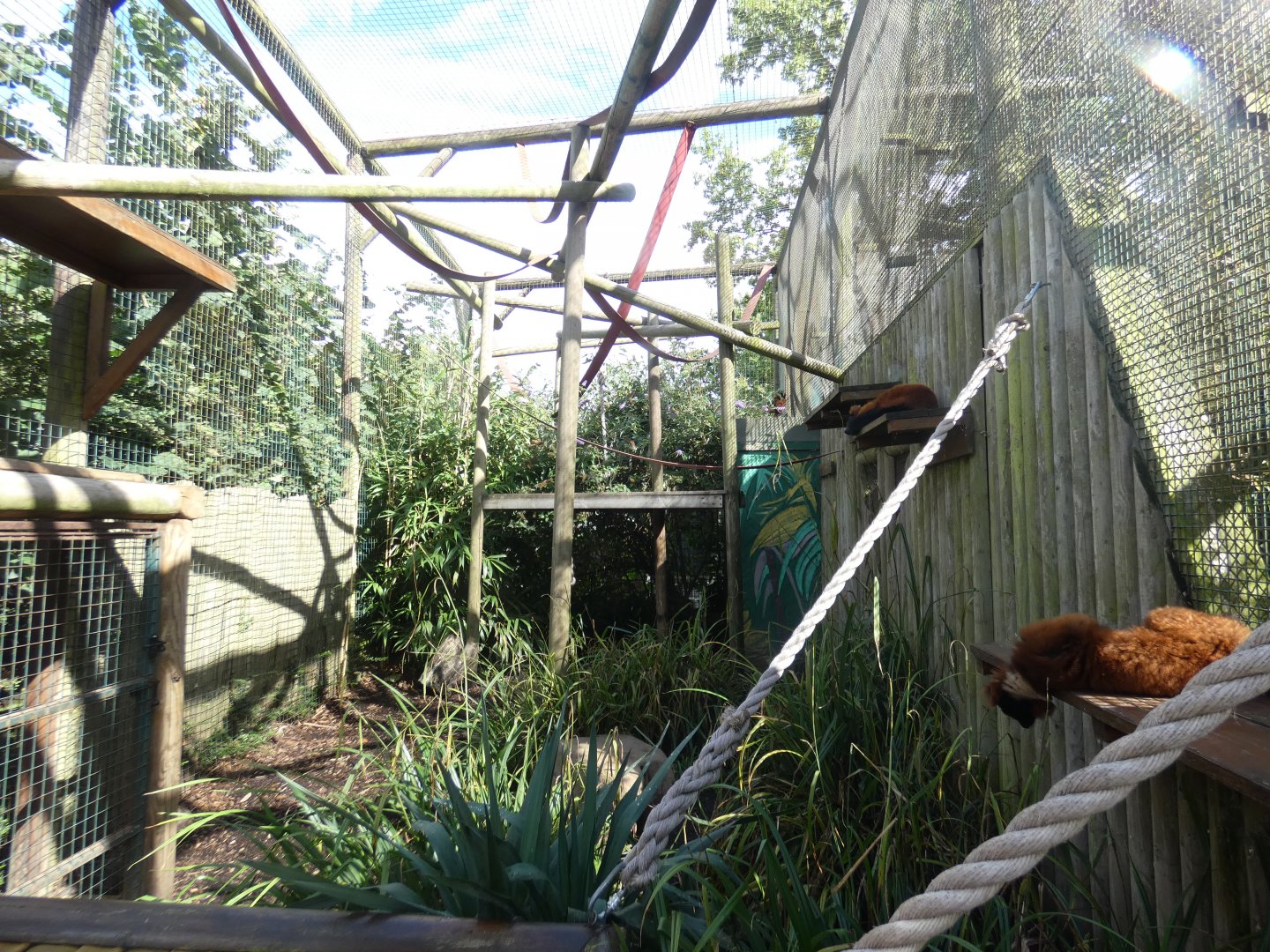 Red-ruffed lemur enclosure