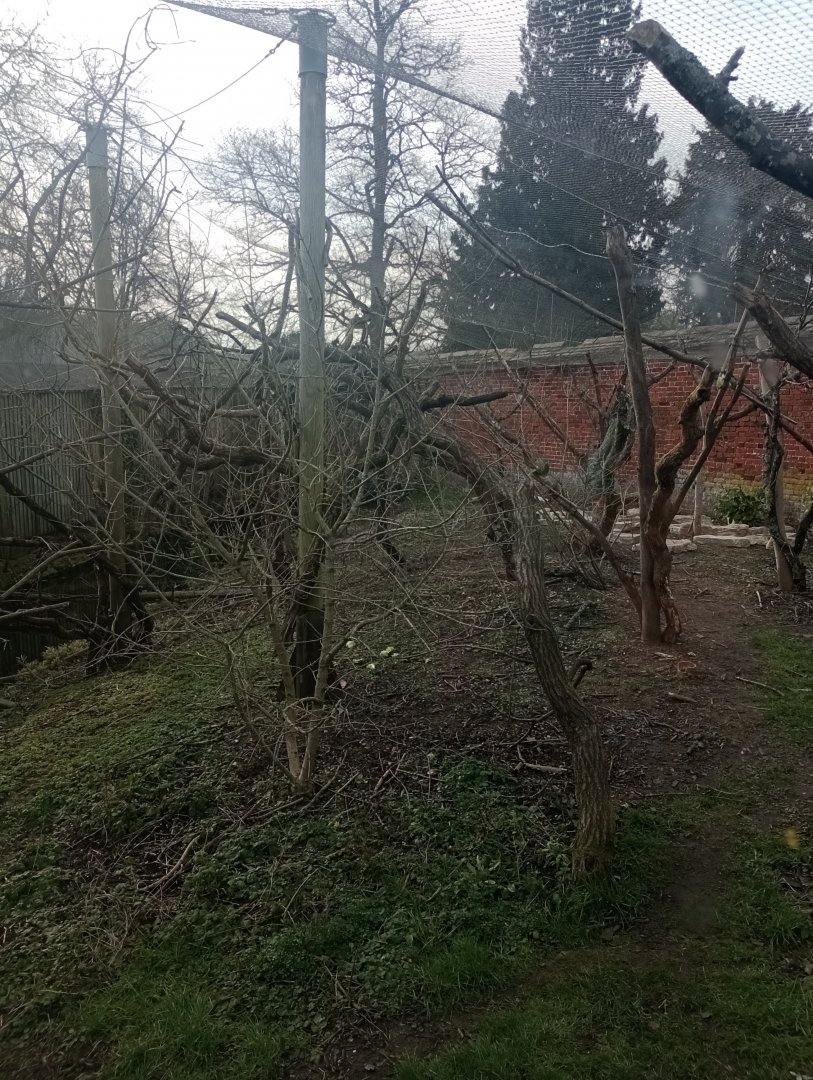 Red ruffed lemur enclosure