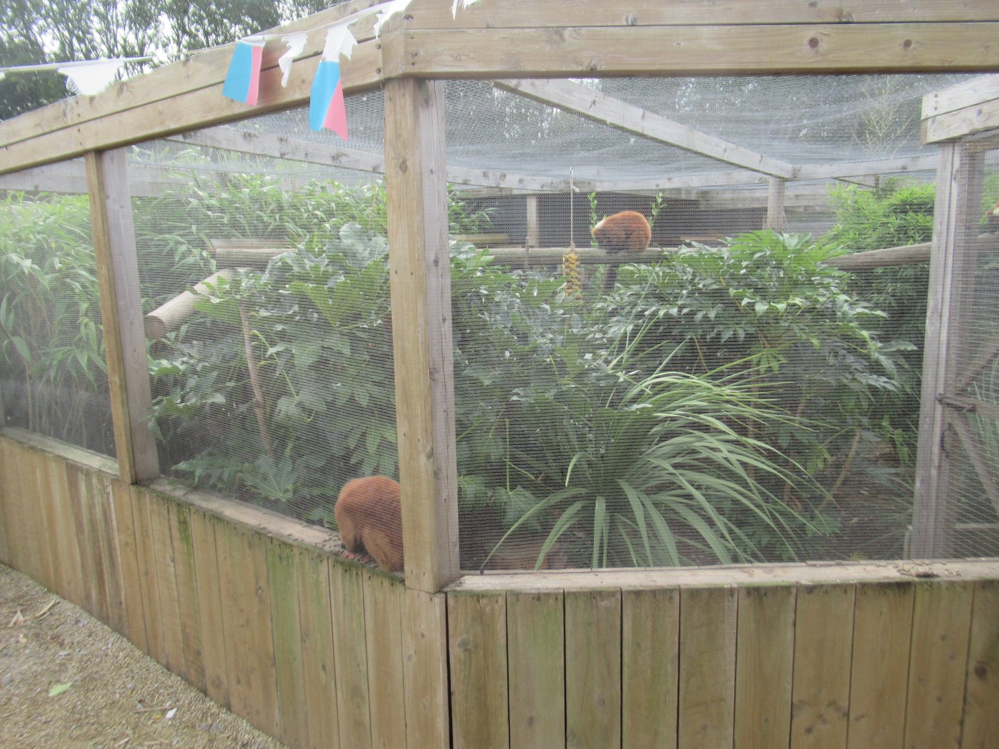 Red-ruffed Lemur enclosure