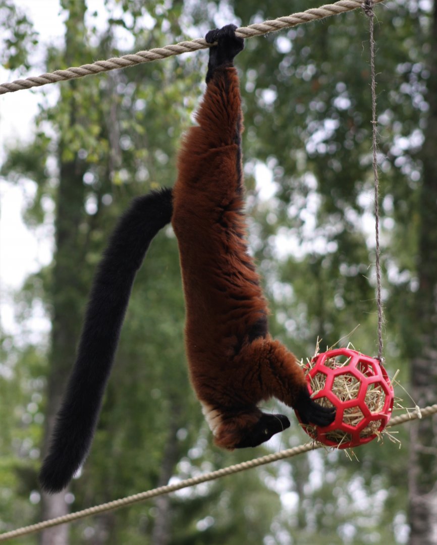 Red ruffed lemur enrichment