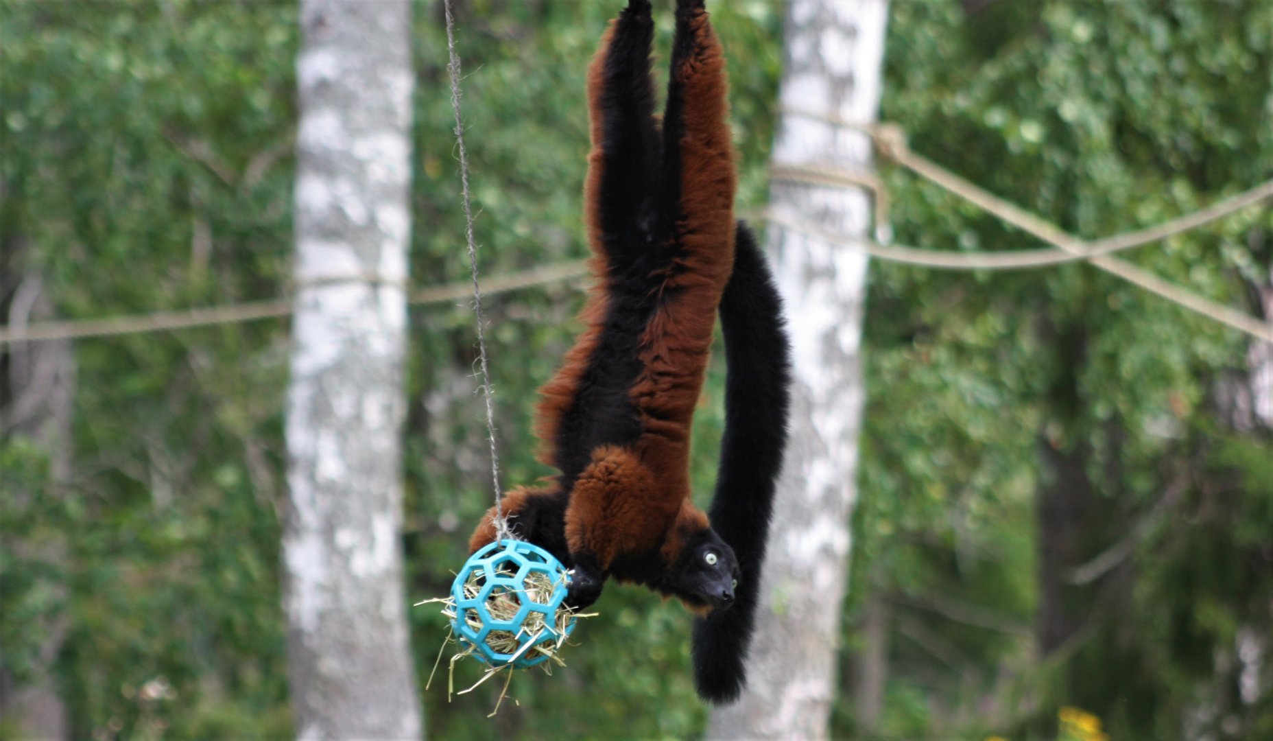 Red ruffed lemur enrichment