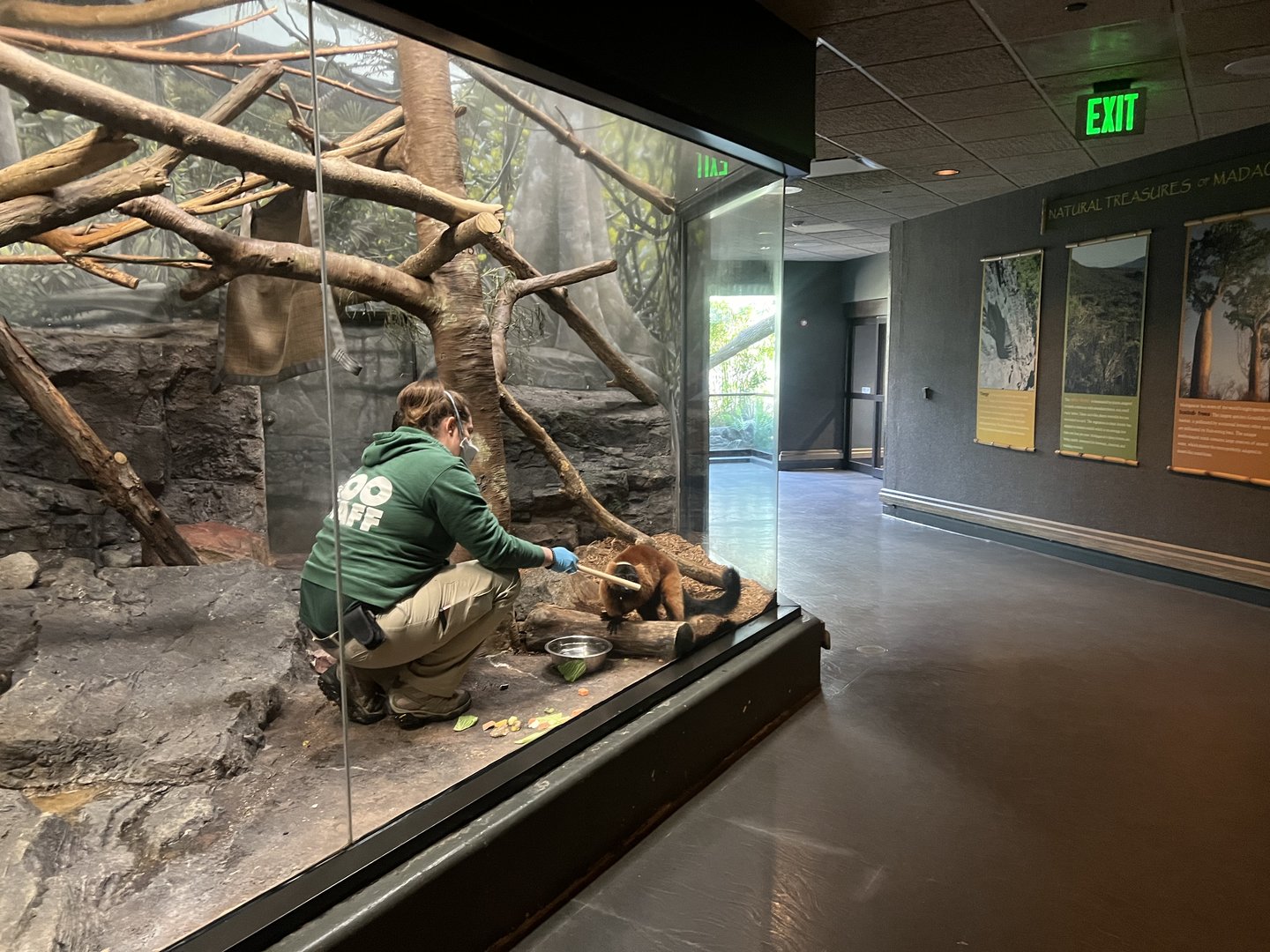 Red-ruffed Lemur Enrichment