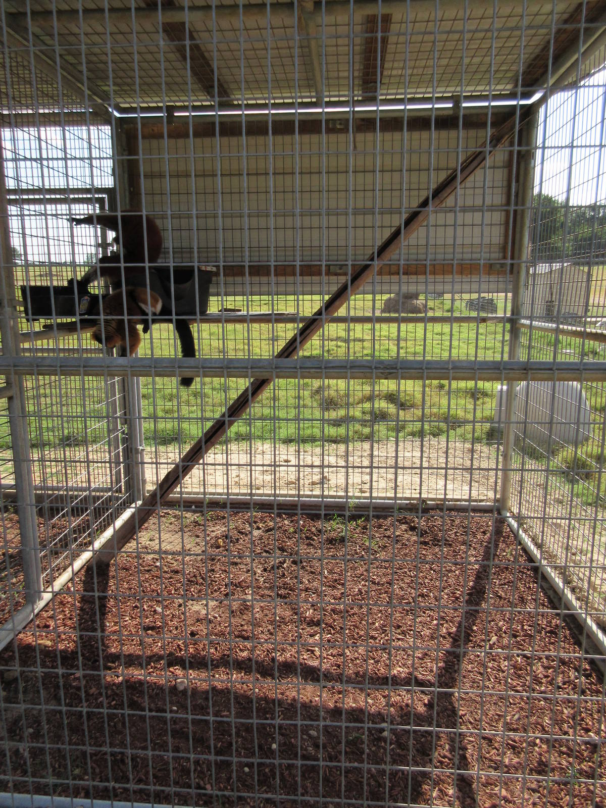 Red Ruffed Lemur Exhibit #1 - bare bones cage