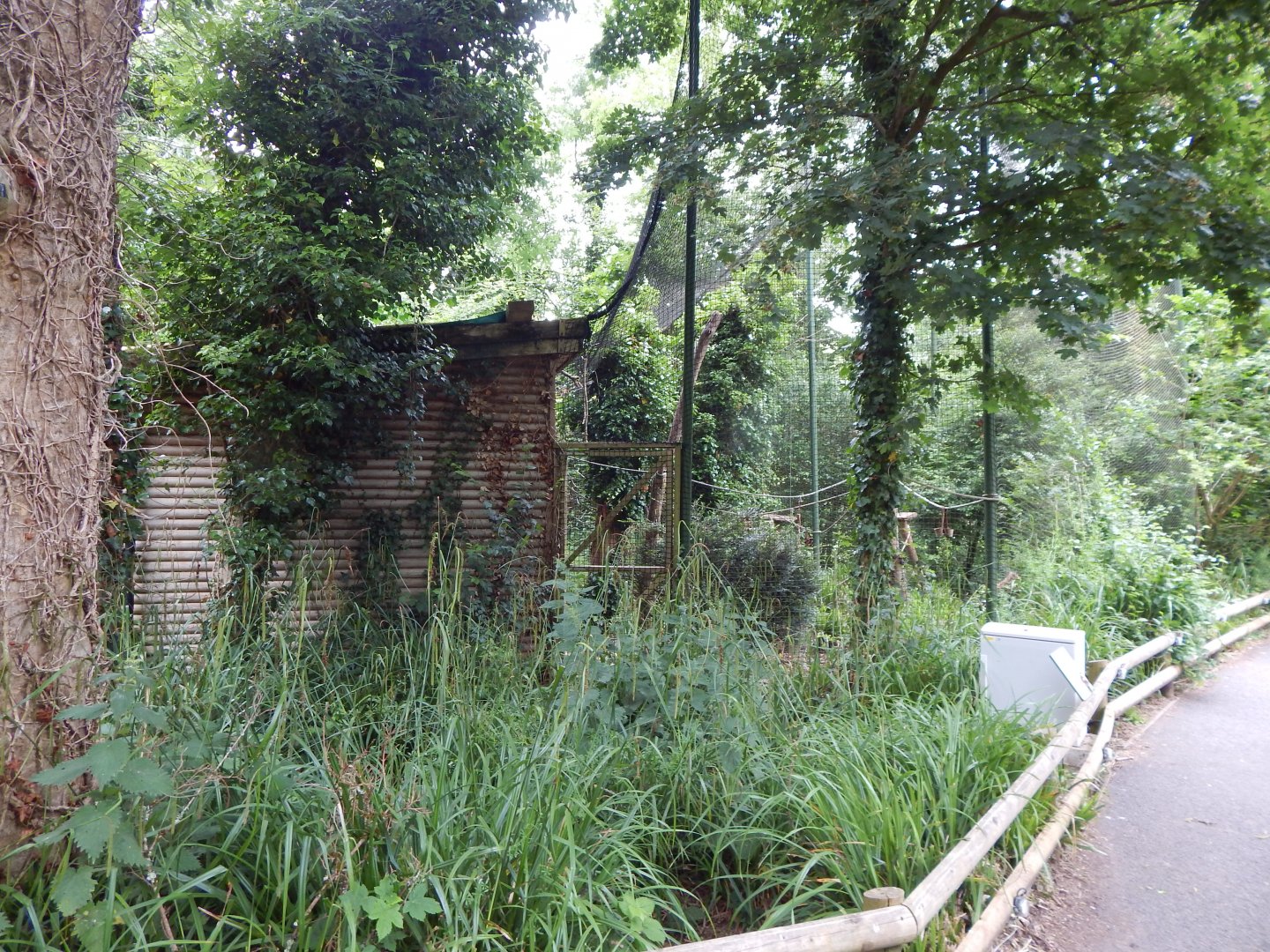 Red ruffed lemur exhibit 130624