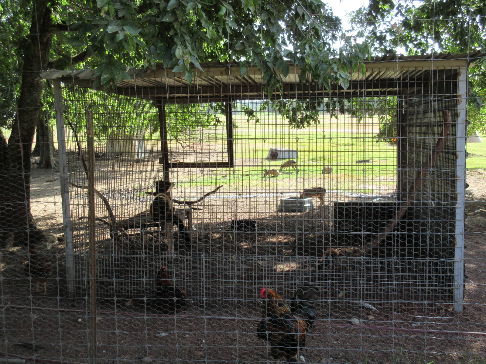 Red Ruffed Lemur Exhibit #2