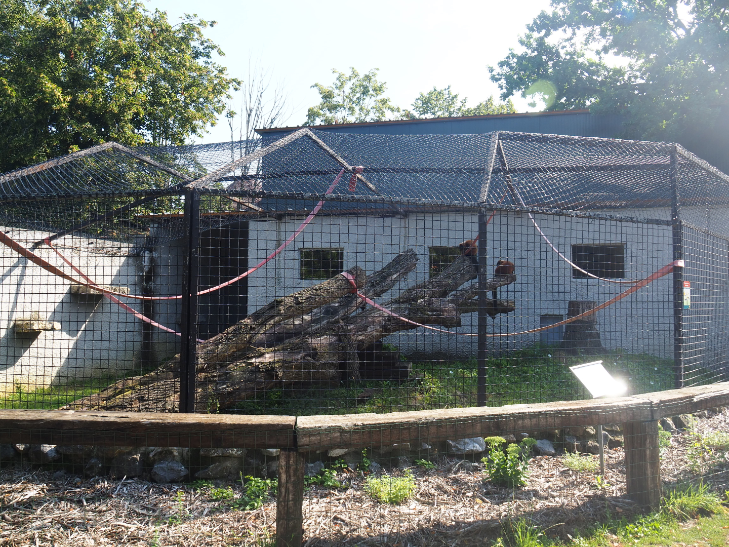 Red ruffed lemur exhibit, 2019-08-04