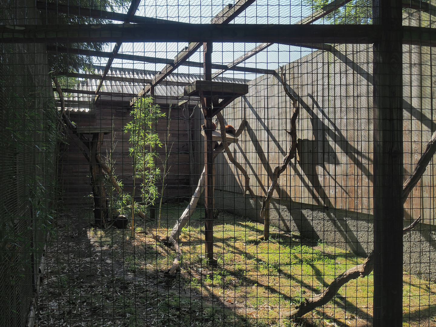 Red ruffed lemur exhibit, 2023-06-24