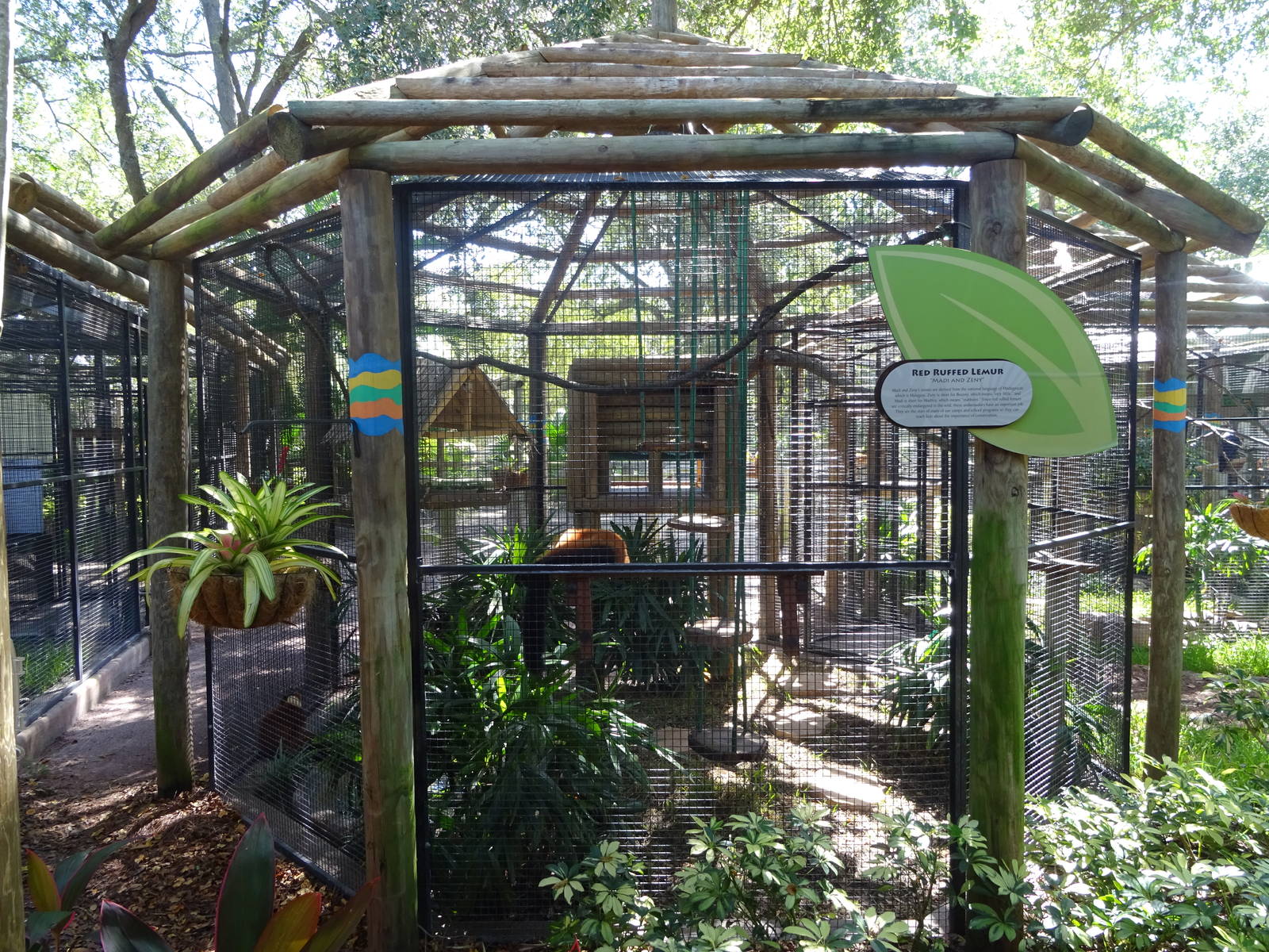 Red Ruffed Lemur Exhibit at Busch Gardens Tampa
