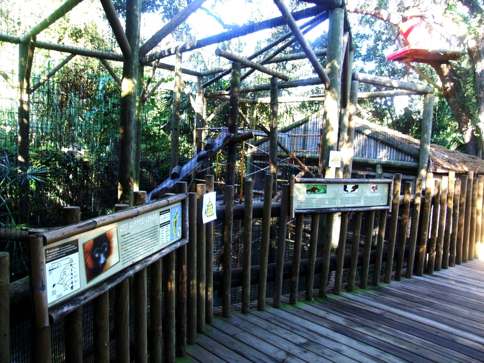 Red Ruffed Lemur Exhibit at St. Augustine, 11/10/13
