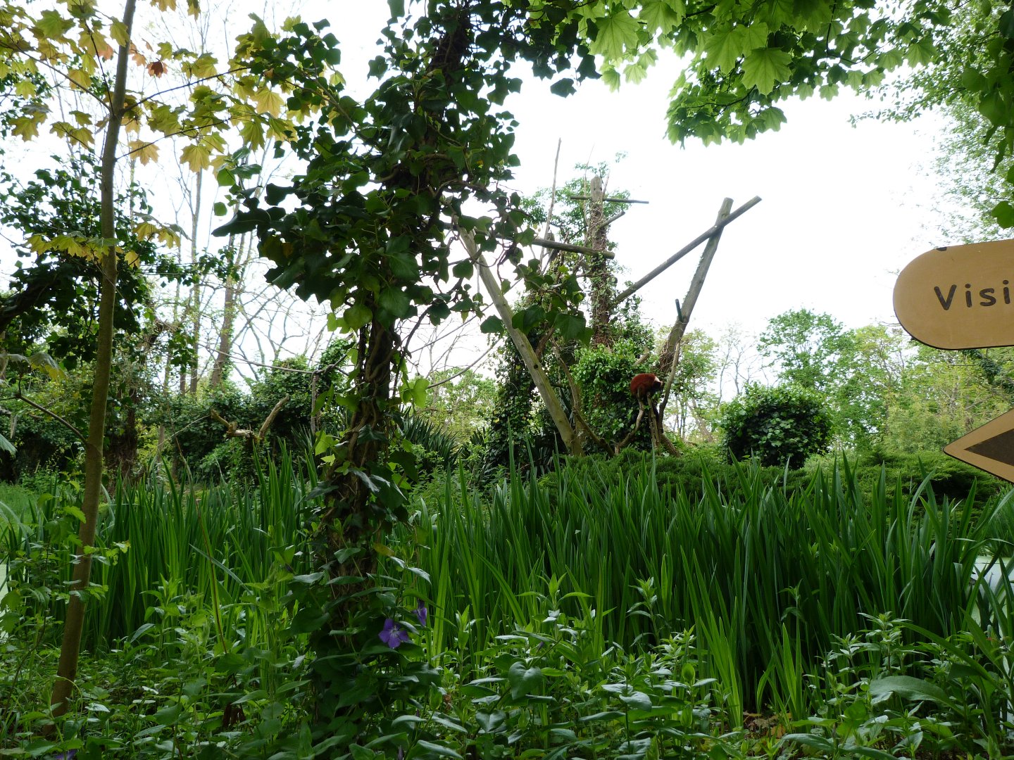 Red ruffed lemur exhibit -Bioparc de Doué la Fontaine (2025)