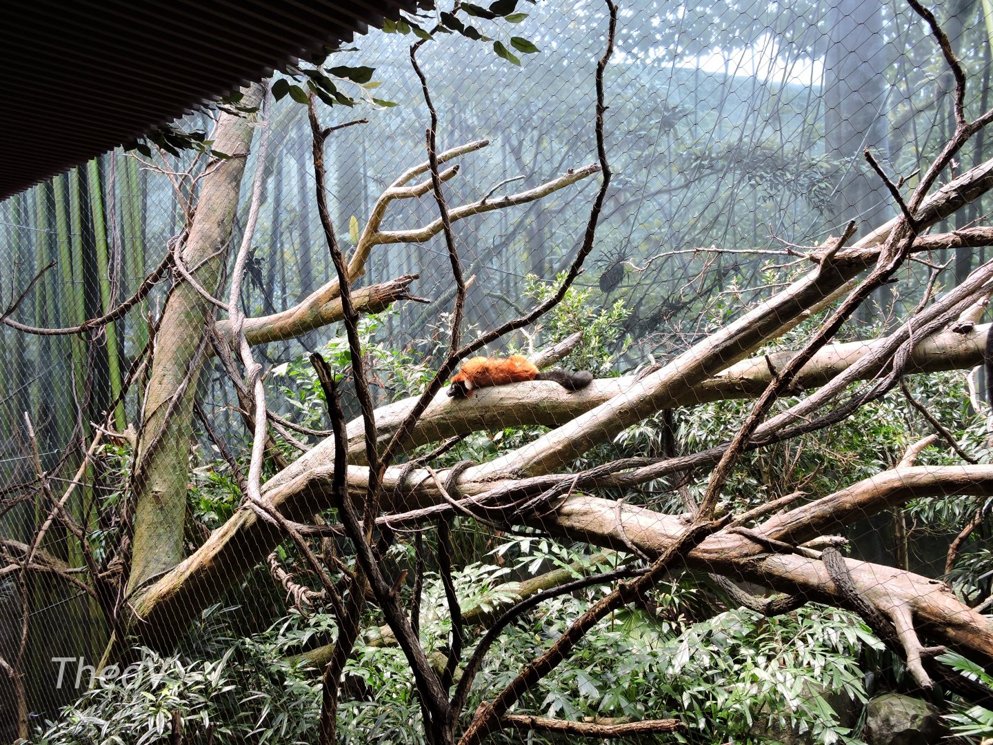 Red ruffed lemur exhibit -  Madagascar! [2015]