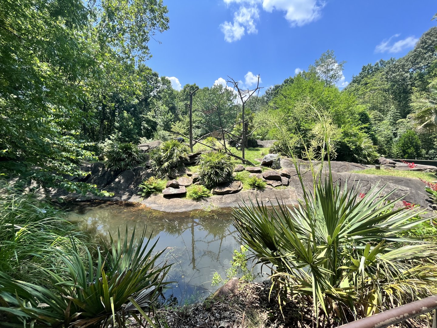 Red-ruffed Lemur exhibit (No Show)