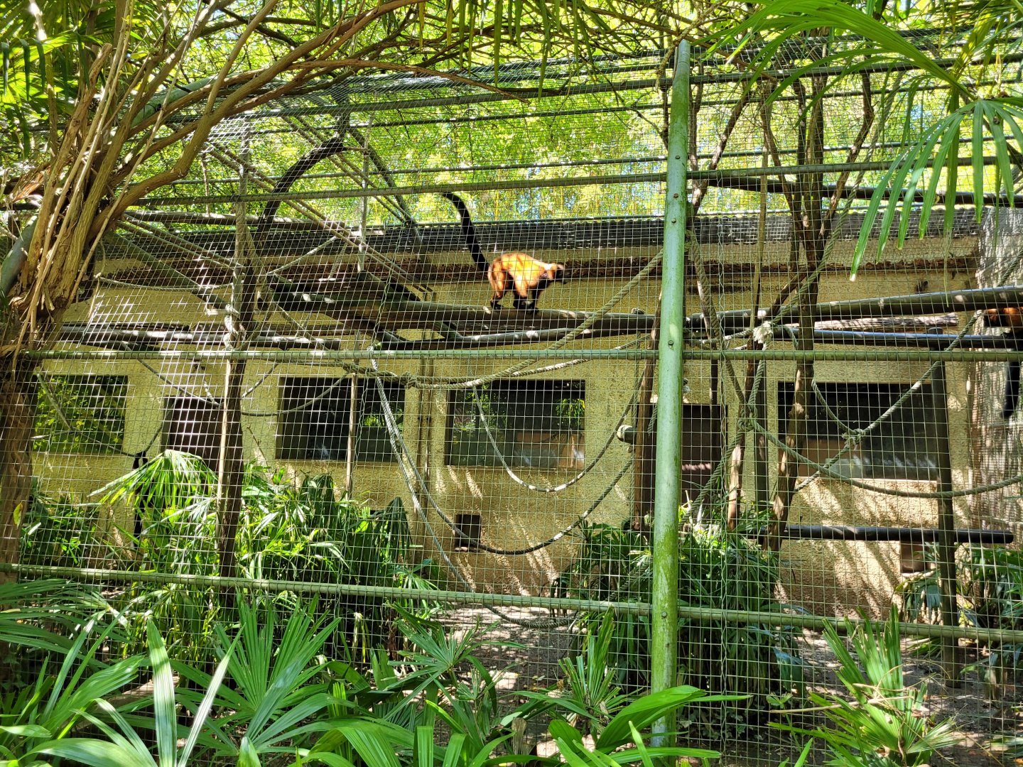 Red ruffed lemur exhibit -Zoo d'Asson (2022)