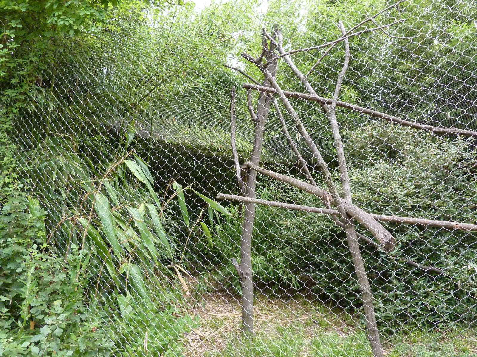 Red Ruffed Lemur Exhibit