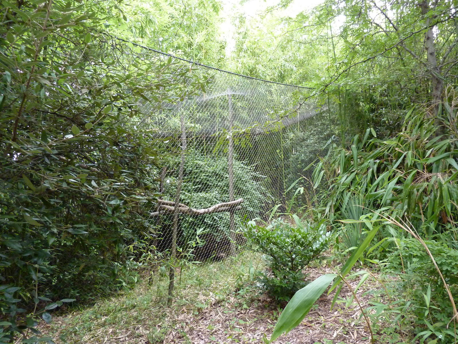 Red Ruffed Lemur Exhibit