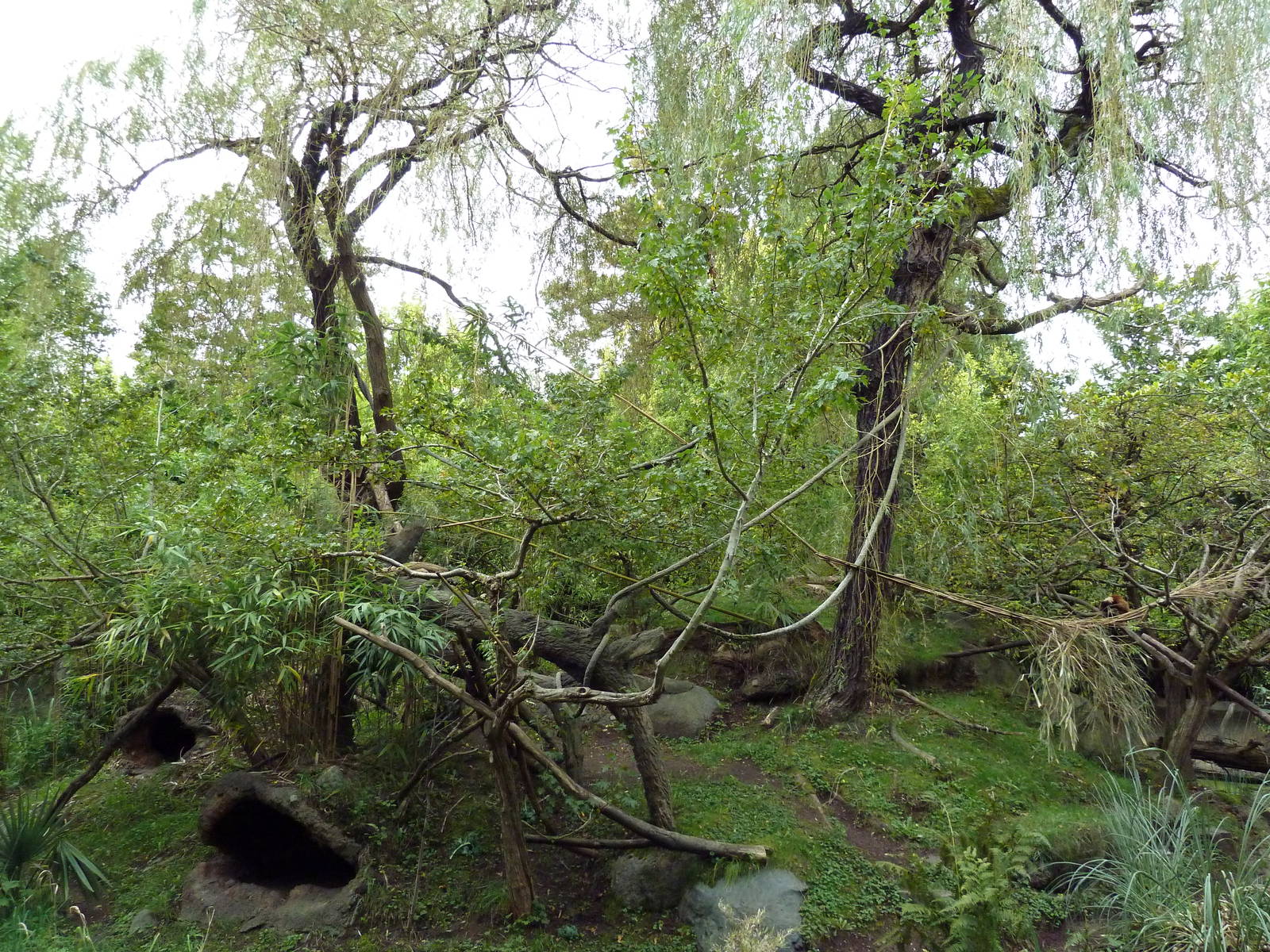 Red Ruffed Lemur Exhibit
