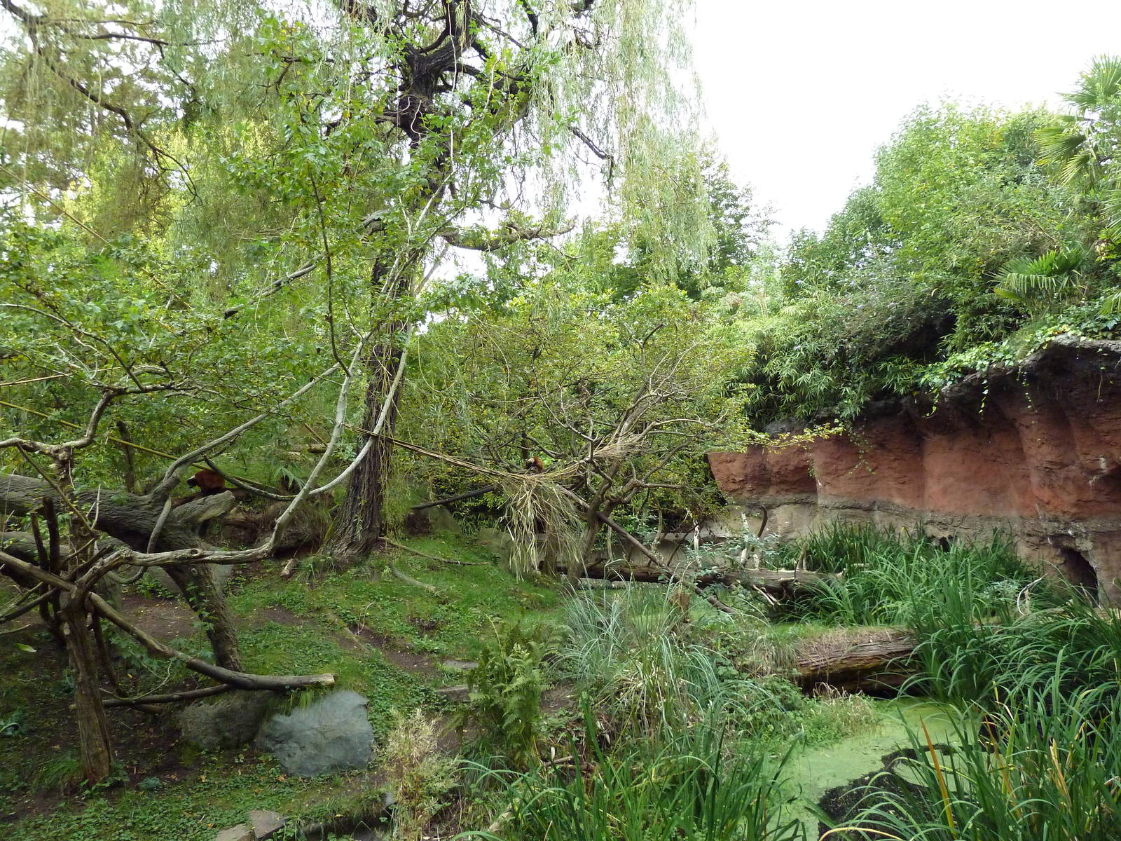 Red Ruffed Lemur Exhibit