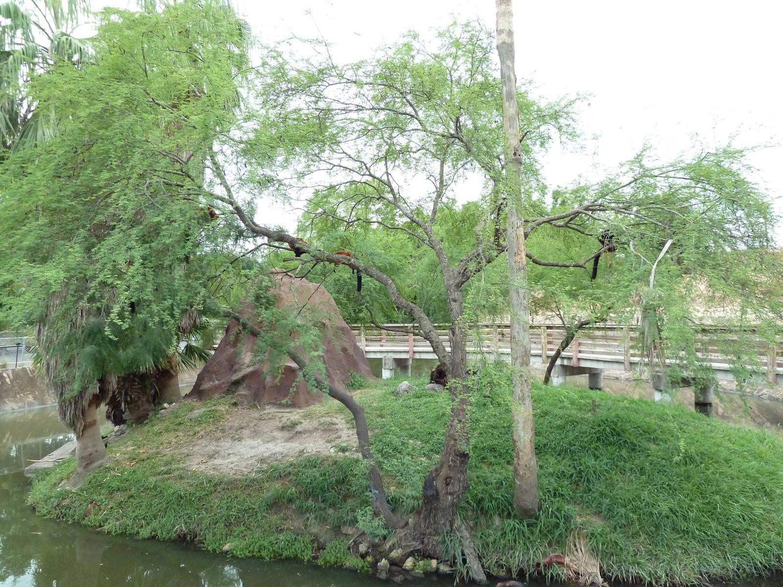 Red Ruffed Lemur Exhibit