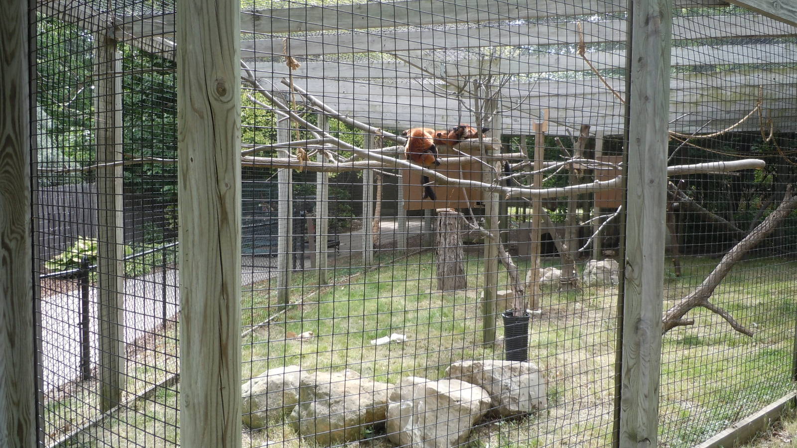 Red Ruffed Lemur Exhibit
