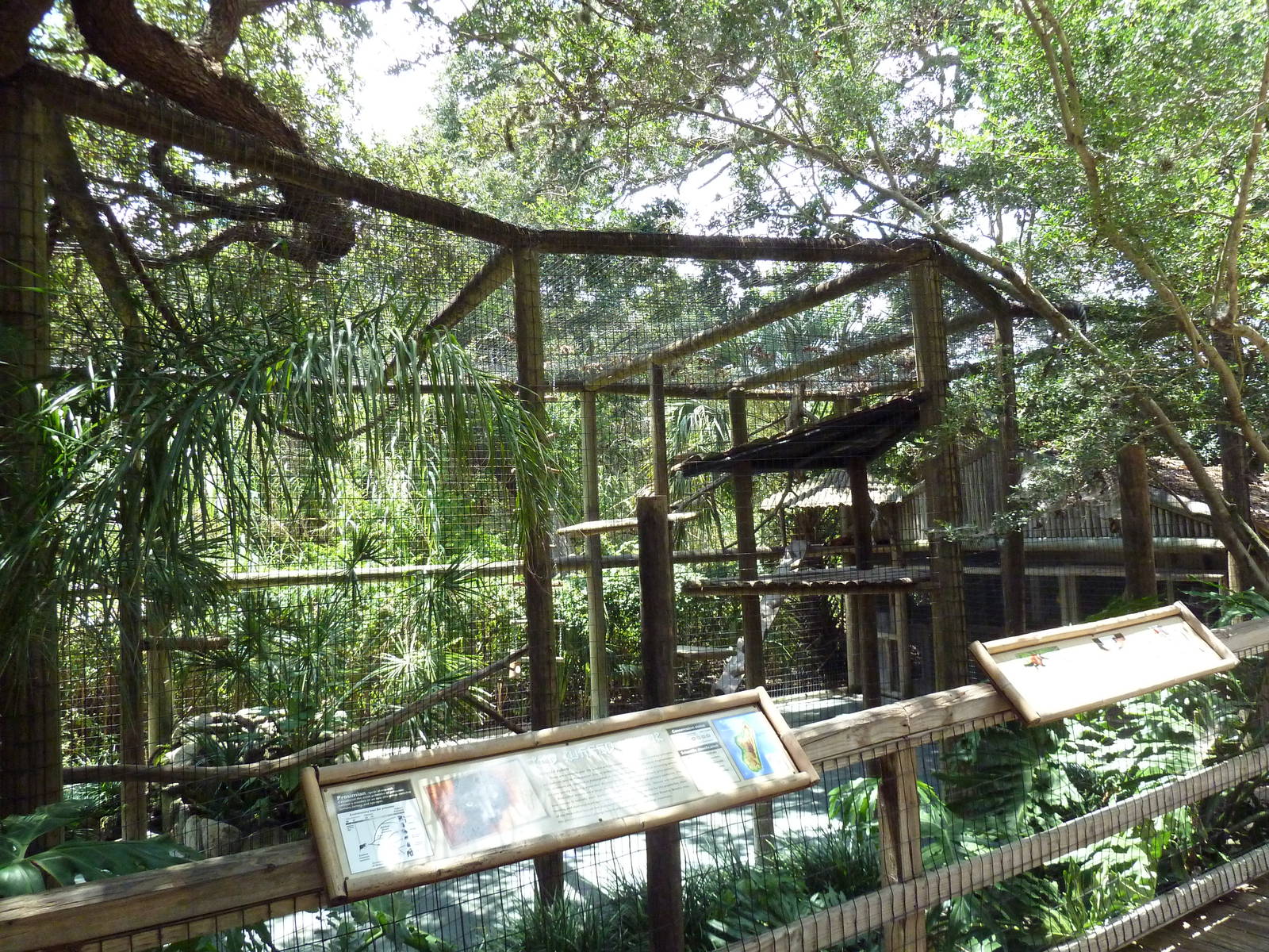 Red Ruffed Lemur Exhibit