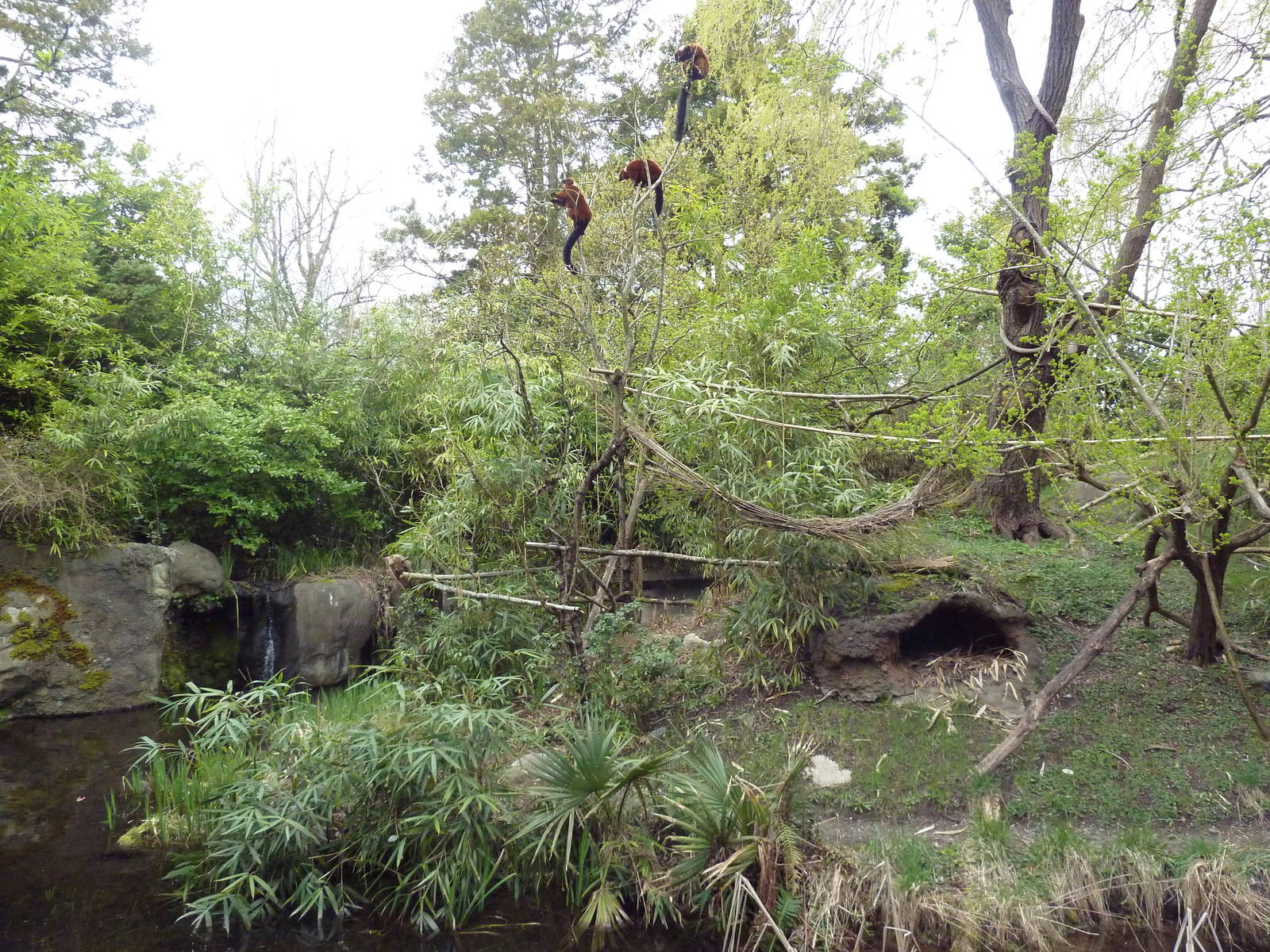 Red Ruffed Lemur Exhibit