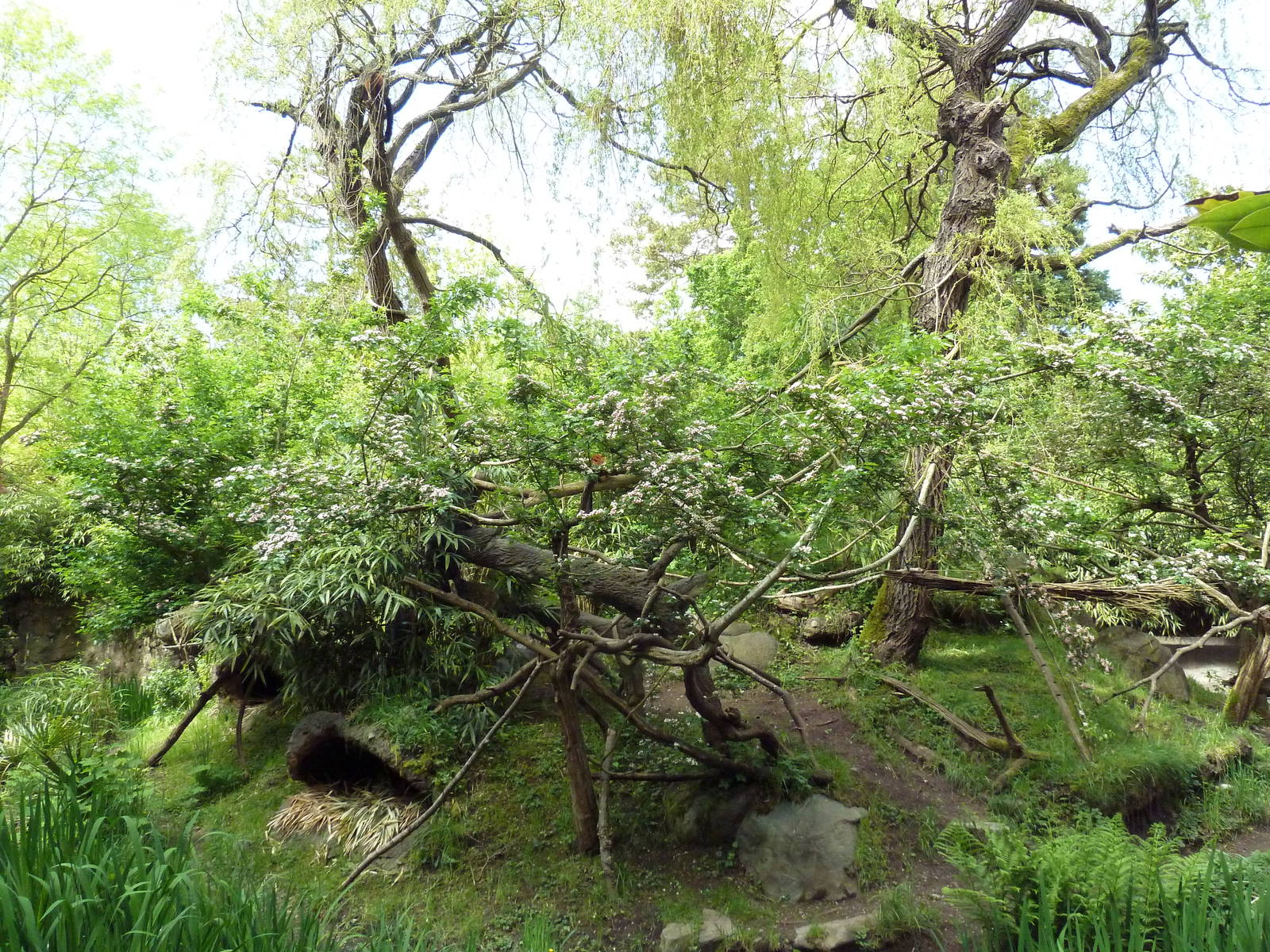 Red Ruffed Lemur Exhibit