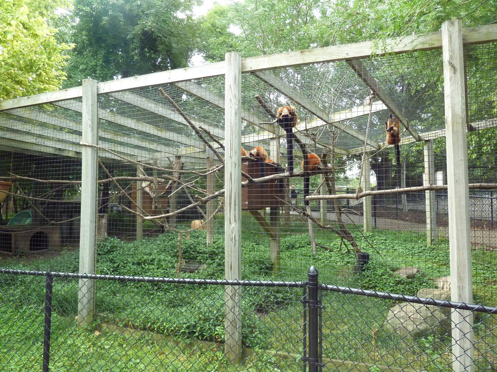 Red Ruffed Lemur Exhibit