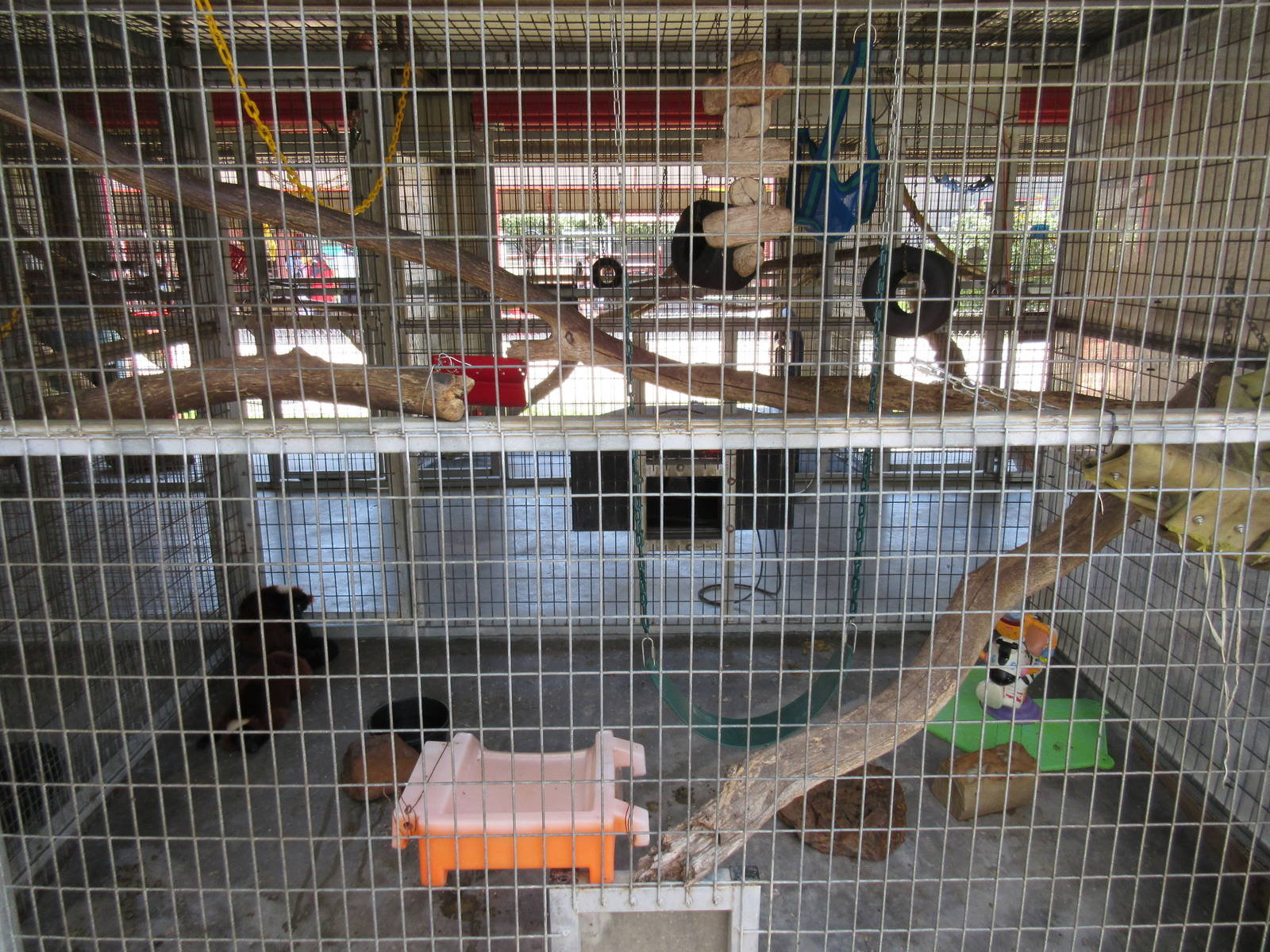 Red Ruffed Lemur Exhibit