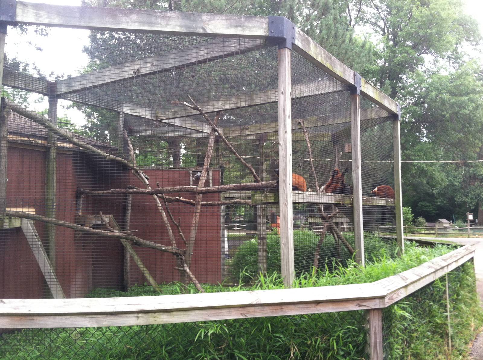 Red Ruffed Lemur Exhibit