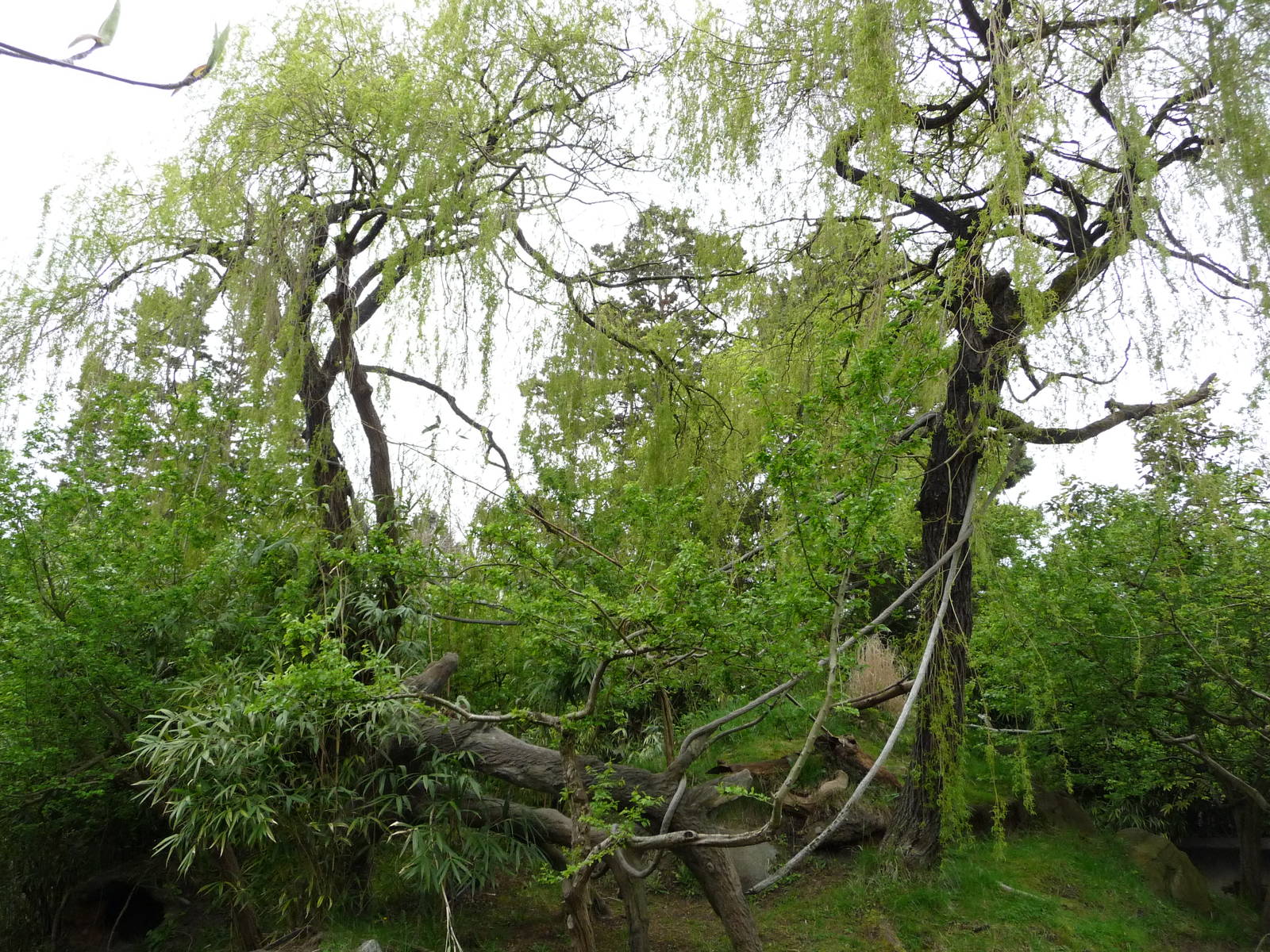 Red Ruffed Lemur Exhibit