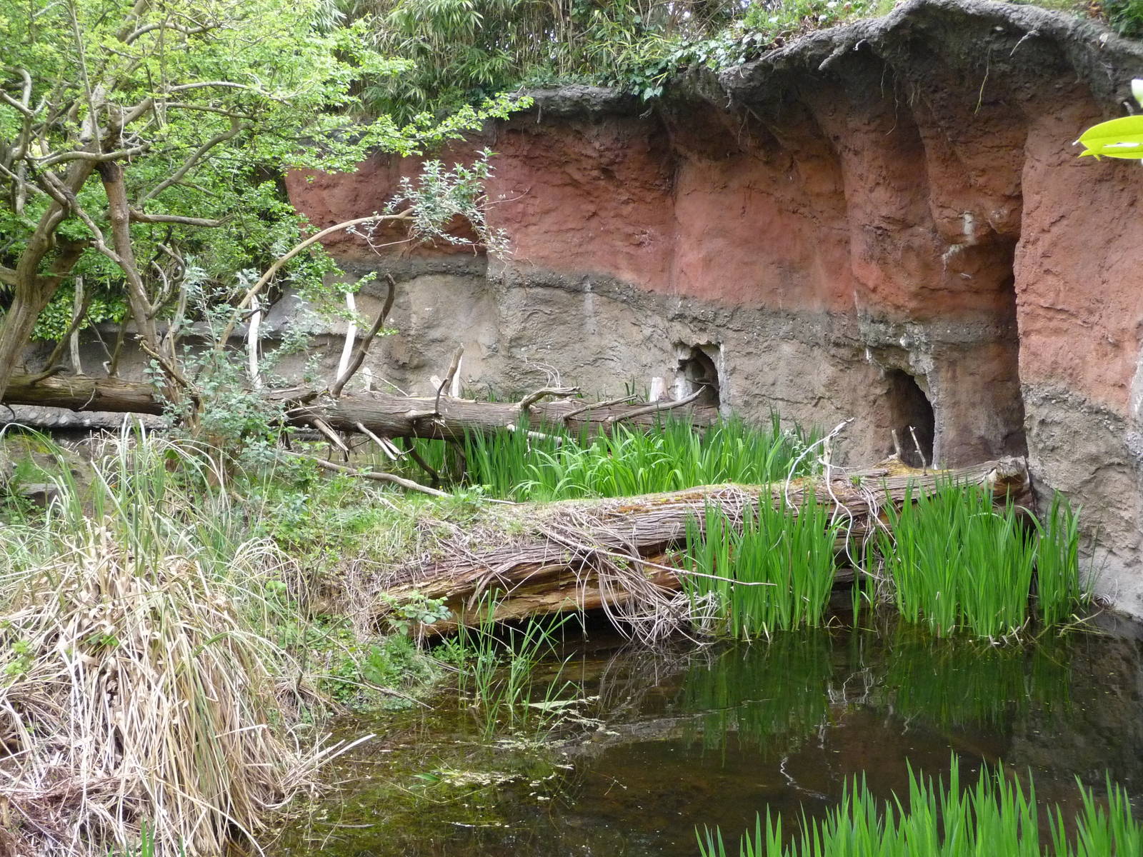 Red Ruffed Lemur Exhibit