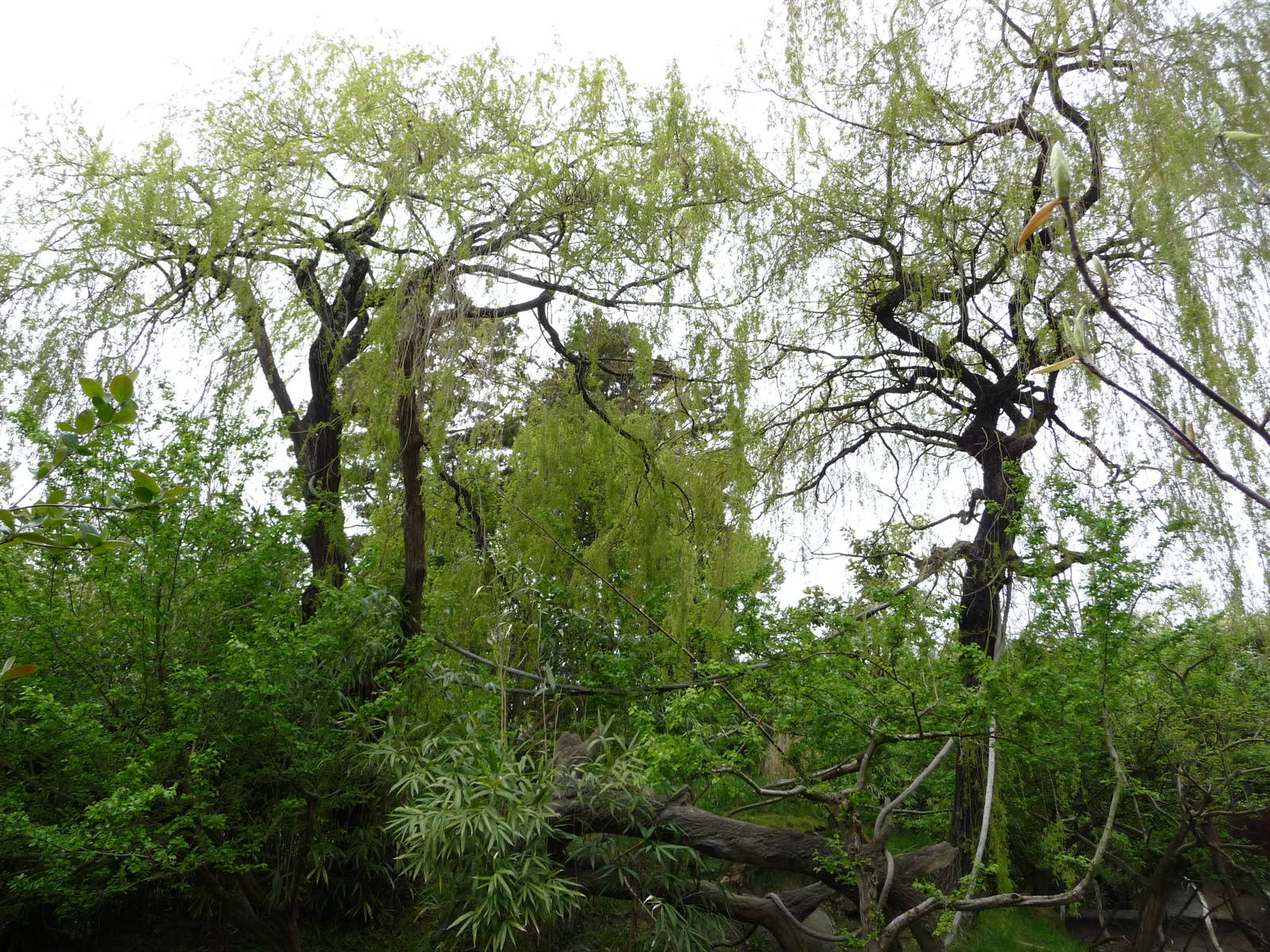 Red Ruffed Lemur Exhibit