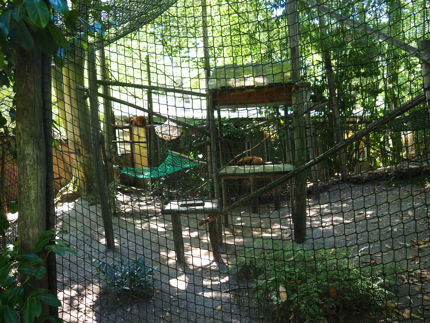 Red-ruffed lemur exhibit