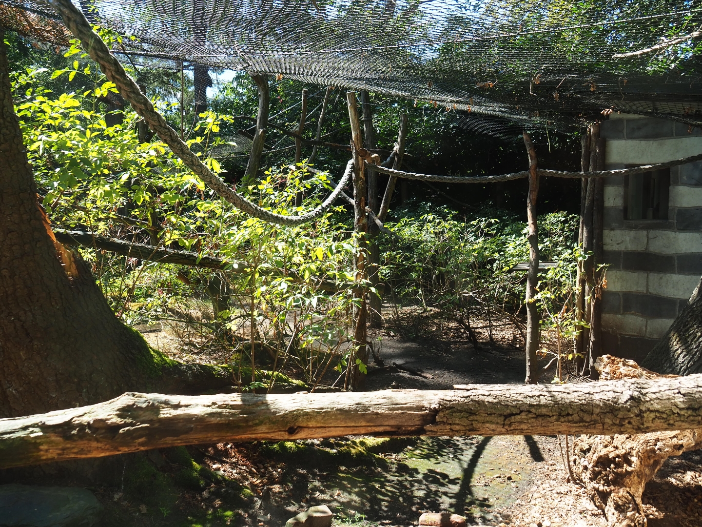 Red-ruffed lemur exhibit