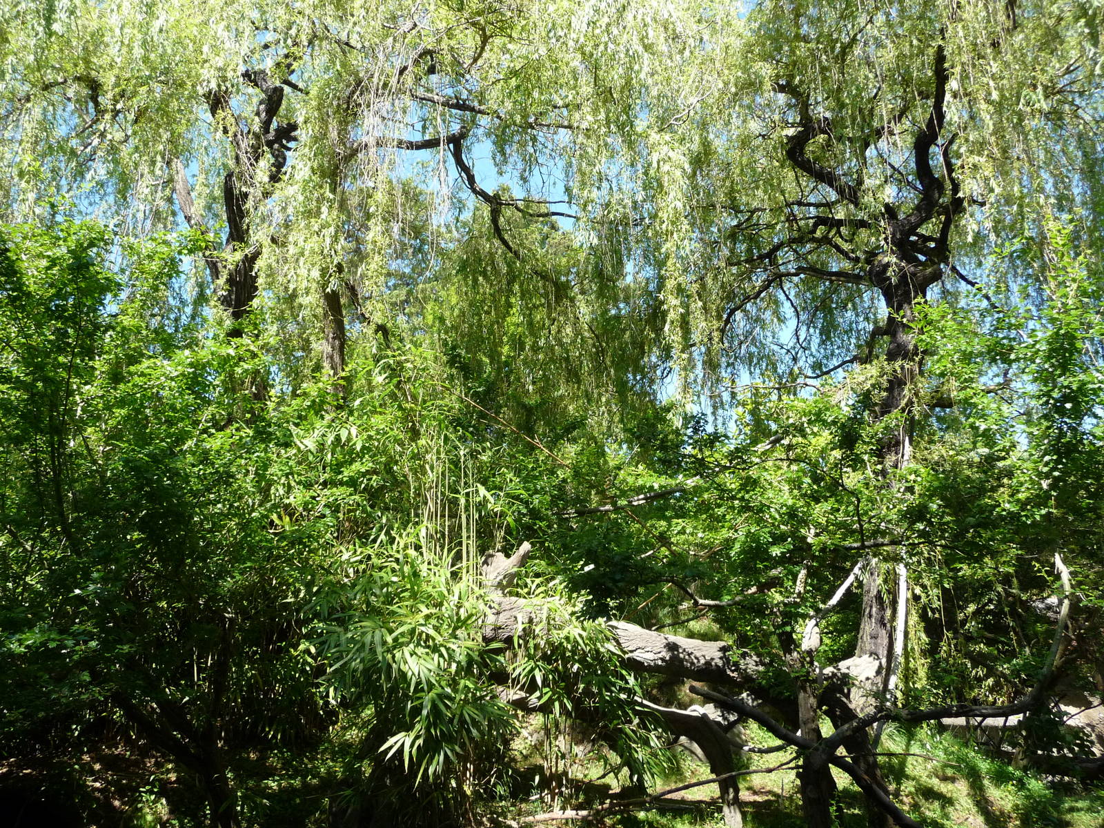 Red Ruffed Lemur Exhibit