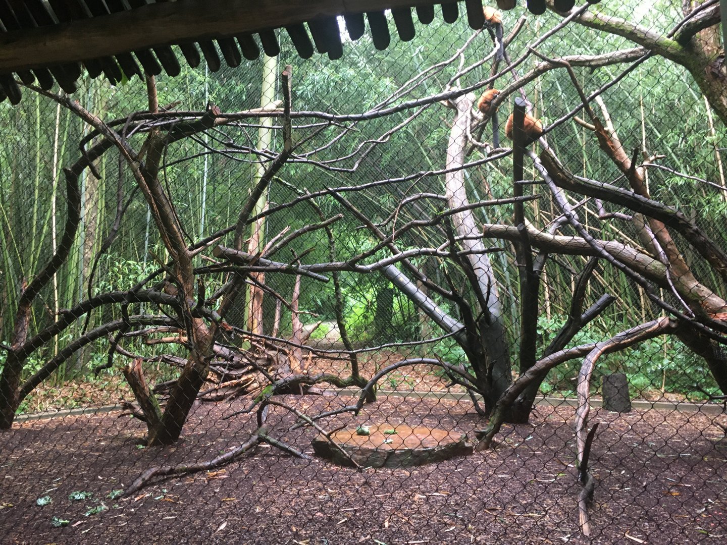 Red-ruffed lemur exhibit