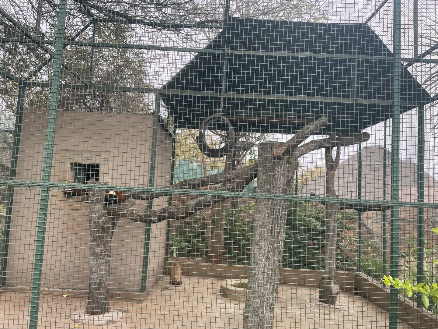 Red-Ruffed Lemur Exhibit