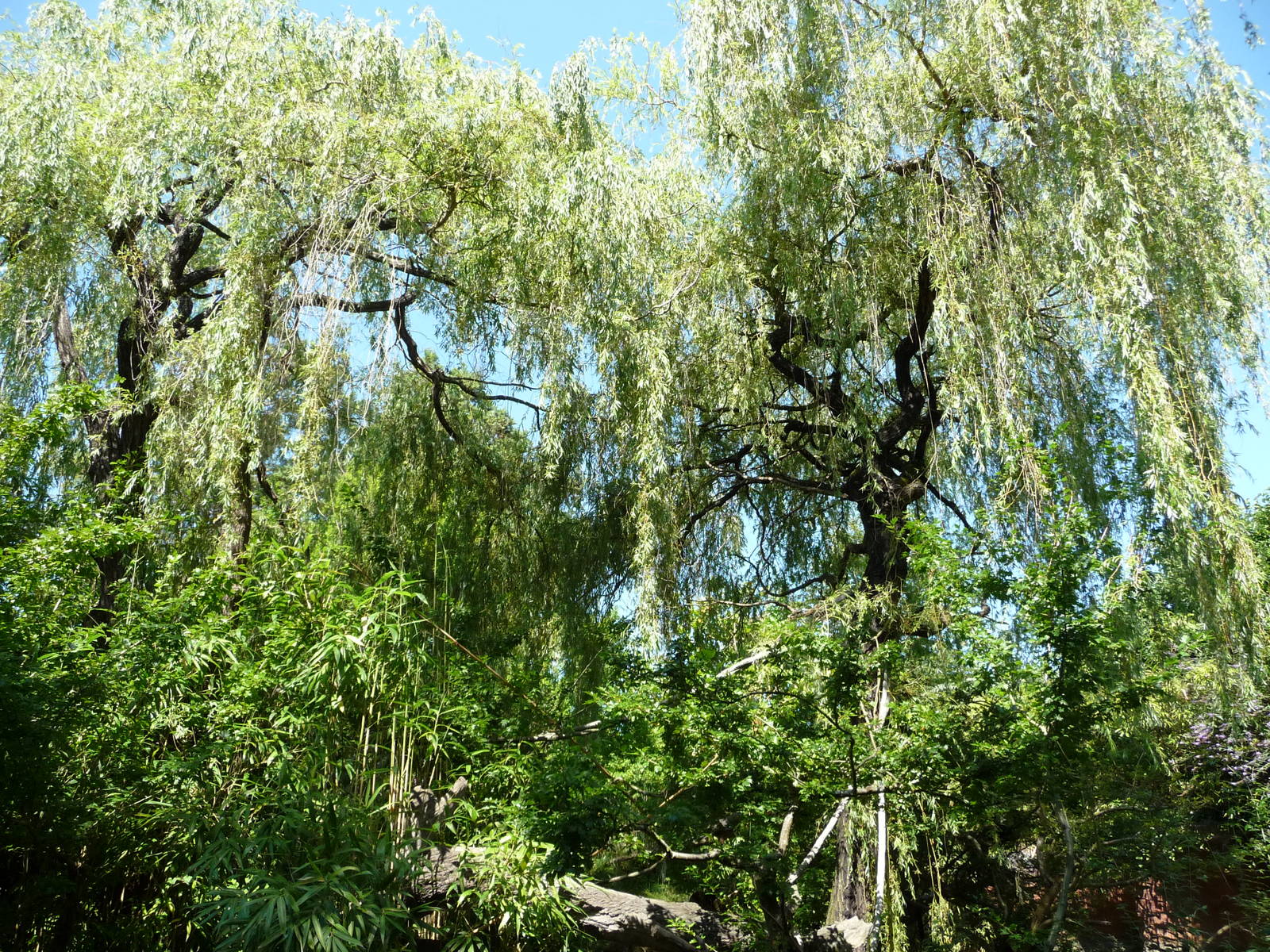 Red Ruffed Lemur Exhibit
