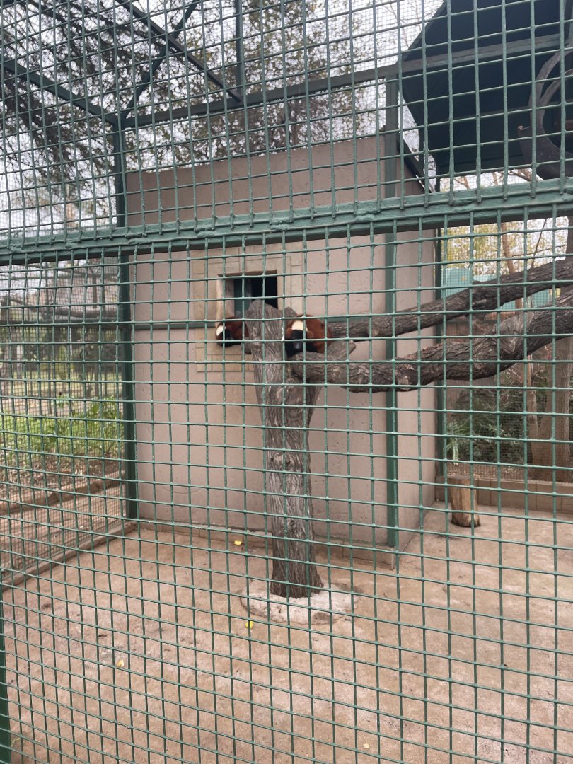 Red ruffed lemur Exhibit