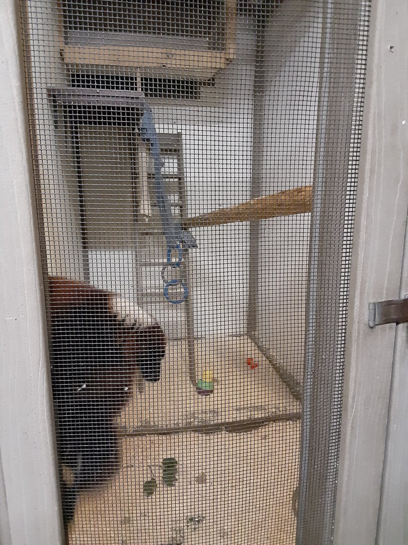 Red-ruffed Lemur exhibit